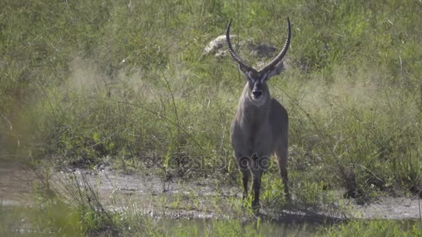 Waterbuck стоїть біля річки — стокове відео