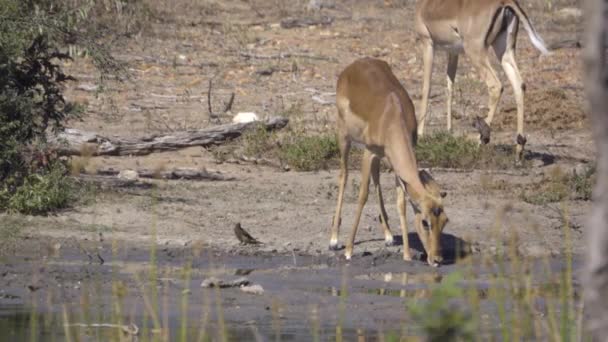 Su kenarı yakınındaki bir Impala — Stok video