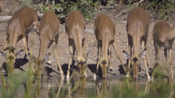 Skupina Impala děsí krokodýl — Stock video