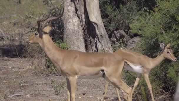 Una hembra que huele a carnero Impala — Vídeo de stock