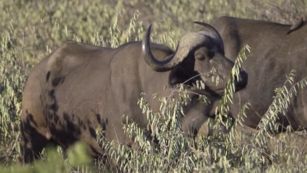 Cabo Búfalo parado en el arbusto — Vídeo de stock