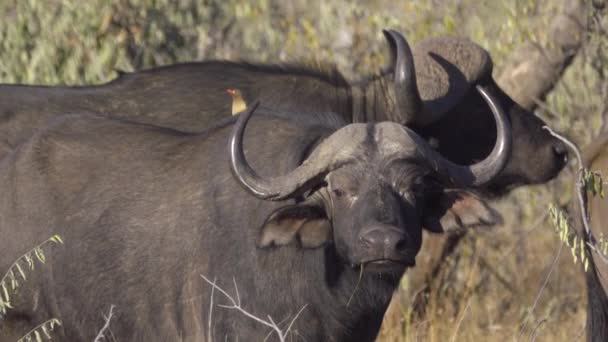 Oxpecker siedzący na tylnej części Cape Buffalo — Wideo stockowe