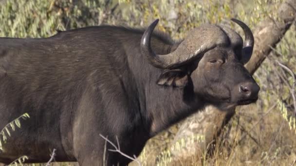 Um cabo Buffalo a pé — Vídeo de Stock