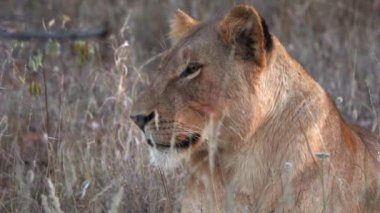 Bir aslan çevresi üzerinde çok duruldu