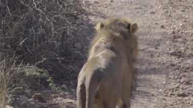 Erkek aslan, uzak ormanın yürüyor