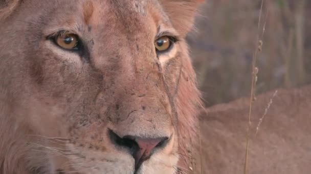 Dramático tiro cercano de leones ojos de alerta — Vídeo de stock