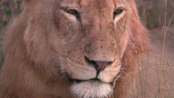 Akşam ışığı üzerinde uykulu bir aslan düşüyor — Stok video