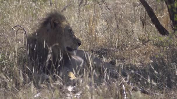 Löwenmännchen im Schatten eines Baumes — Stockvideo