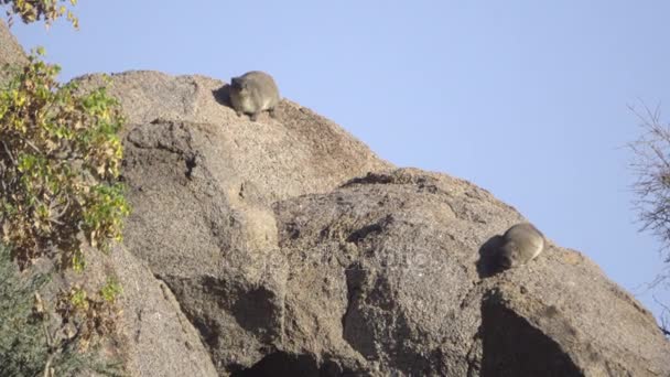 Dois Hyrax amanhecendo em uma rocha — Vídeo de Stock