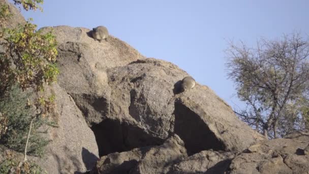 Zwei Felsendassie ruhen auf einem Felsbrocken — Stockvideo