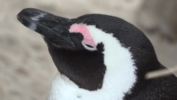Un disparo cercano a la cabeza de un pingüino africano — Vídeo de stock