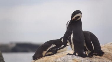 Buzlu sunning üç penguenler
