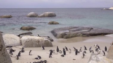 Boulder kumsalda duruyorlar penguenler