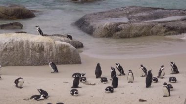 Küçük bir grup ya da Afrika penguenler paytak