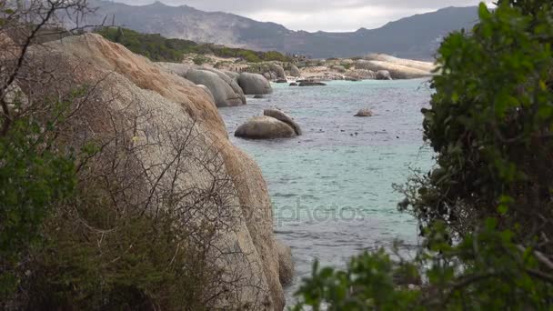 Sekilas Boulders Beach pinguin jauh — Stok Video