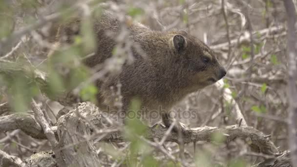 Minúsculo Hyrax um parente de elefantes — Vídeo de Stock