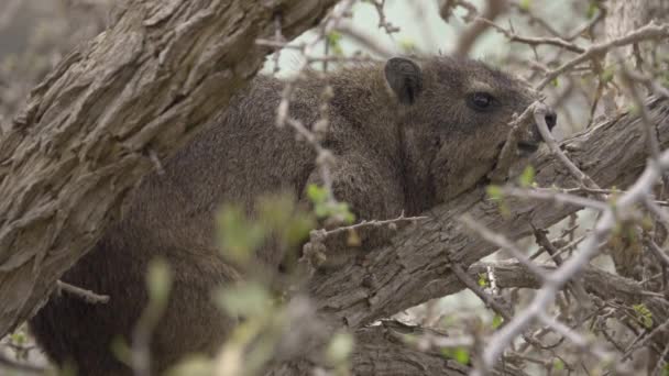 Рок Dassie приховування усередину куща — стокове відео