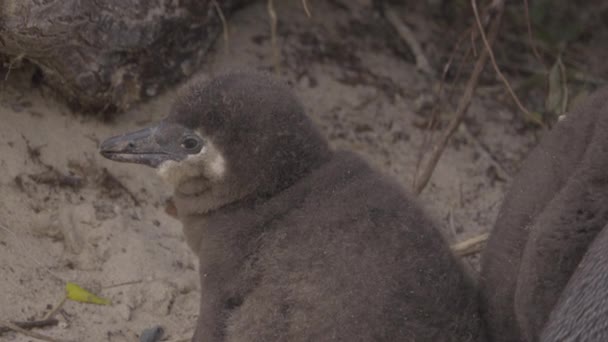 Dos pingüinos anidando cerca de la madre — Vídeo de stock