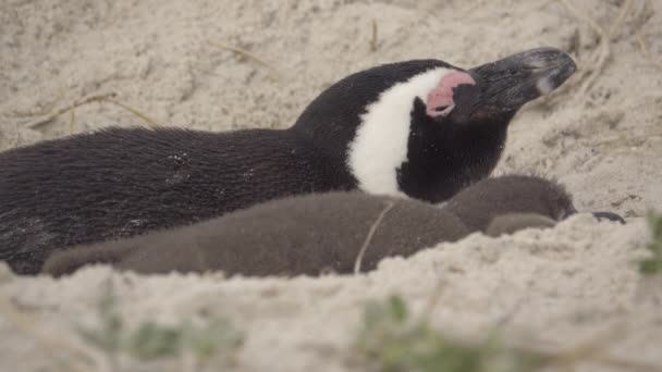 Pingüino adulto y polluelos durmiendo en un nido — Vídeo de stock