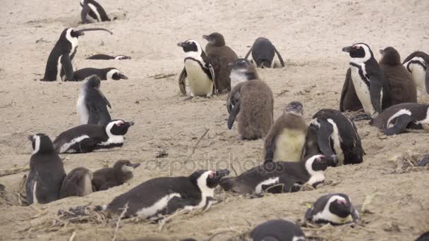 Gruppo di pinguini con piccoli nidiacei — Video Stock