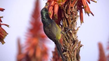 Nektar kırmızı aloe gelen yeme sunbird