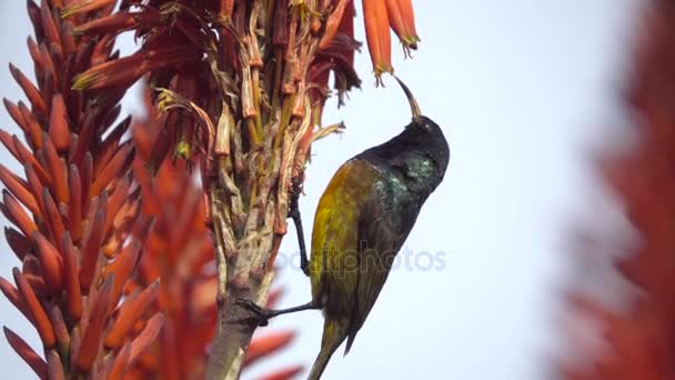 Orange Breasted Sunbirdu krmení na červené Aloe nektar — Stock video