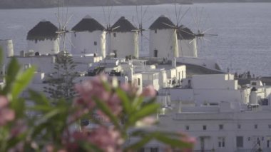 Mykonos windmills planda pembe çiçekler