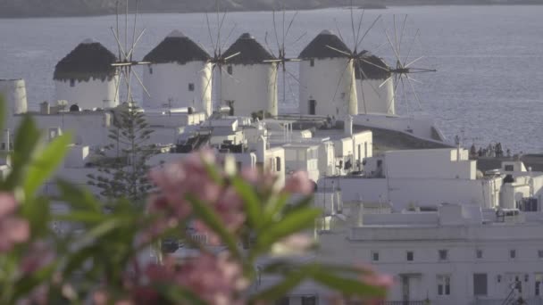 Růžové květy v popředí Mykonos windmills — Stock video