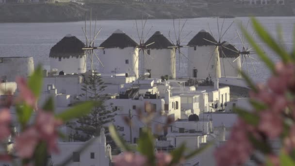 Mykonos windmills fotoğrafını çerçeve pembe çiçekler — Stok video