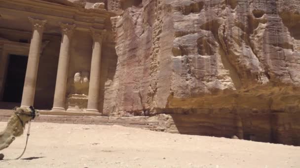 Camelo descansando na frente do Tesouro Petra — Vídeo de Stock