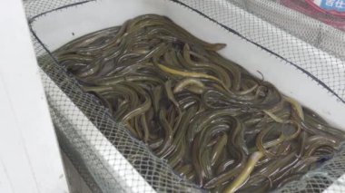 Plastik kutusu yılan dolu