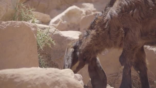 Mordisquitos de cabra en plantas en Petra Jordania — Vídeos de Stock