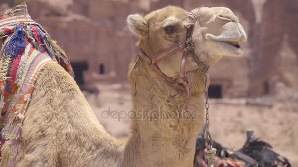 Προφίλ καμήλα με πολύχρωμα σέλα — Αρχείο Βίντεο