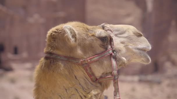 Tiro del lado de la cabeza de un camello — Vídeo de stock