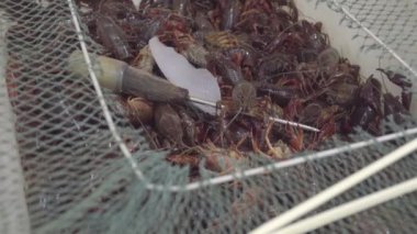 Çince sokak pazarında satılacak bekleyen kerevit