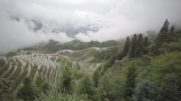 Ping une terrasse de riz le long de la montagne — Video