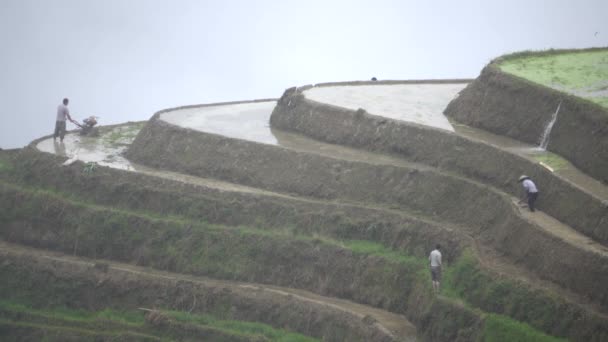 Zhuang rice farmers working hillside — Stock Video