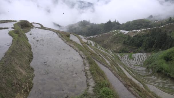 Vallei van rijst landbouw Ping een China — Stockvideo
