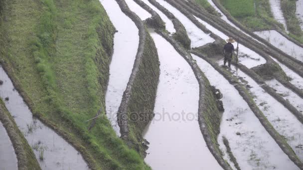 Osamělý Zhuang rice zemědělcem funguje terasa — Stock video