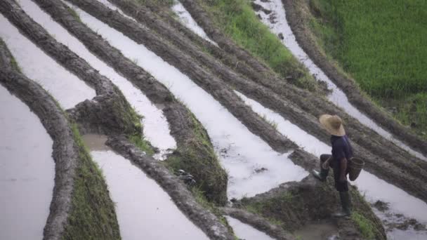 Втомлений бідний рисовий фермер відпочиває — стокове відео