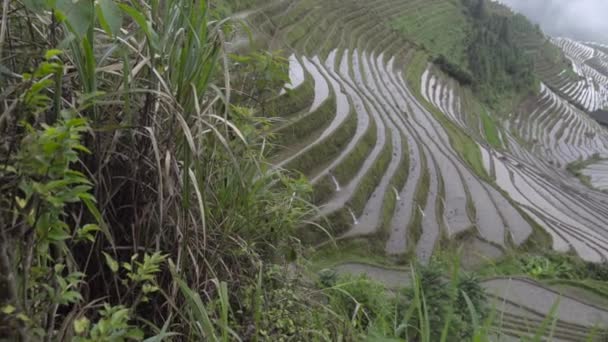 Пан пінг рисових полів — стокове відео