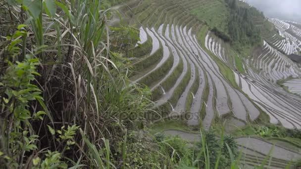 Медленная кастрюля рисовых полей на склоне холма — стоковое видео