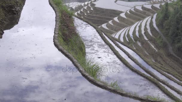 Небо відображається у наповнених водою рисових тарілках — стокове відео