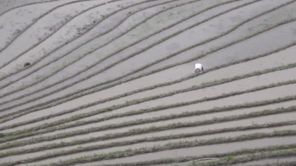 Dramatischer Blick auf den chinesischen Reisfelsen — Stockvideo