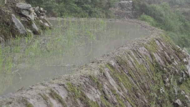 Su sıçramalarına Çin çeltik içinde balık — Stok video