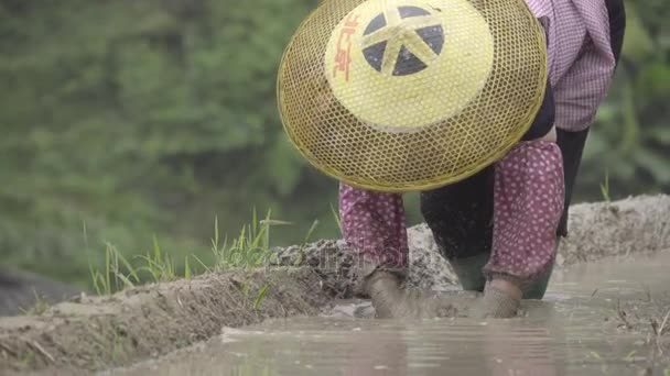 Imagem aproximada de uma agricultora chinesa a trabalhar na colheita — Vídeo de Stock