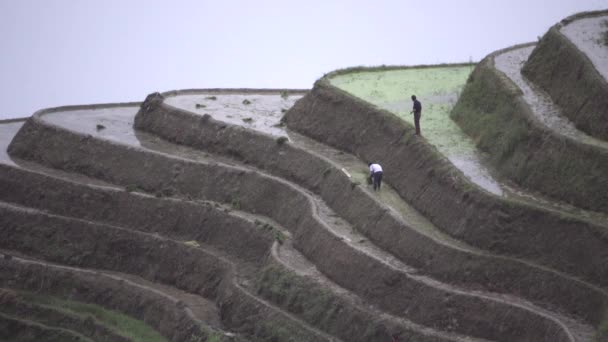 Καλλιέργειας σε μια μακρινή κλίση ρυζιού — Αρχείο Βίντεο