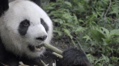 Sağlıklı Panda bambu yırtılma kabuğu oturur