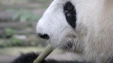 Panda bambu bir parçası üzerinde çiğnemek