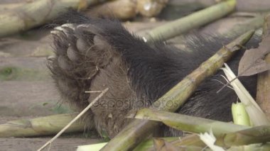 Panda pençe bambu kabuğu yakınındaki